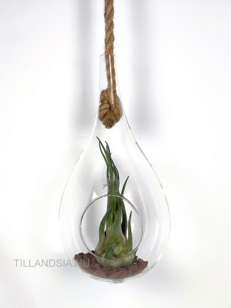 Tillandsia seleriana in a drop-shaped bottle