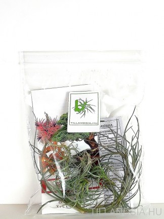 Ephiphyte pack 04. - 6pcs with tillandsia