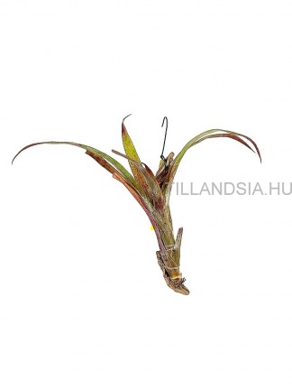 Tillandsia atroviolacea