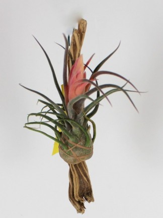 Tillandsia pruinosa virágzó