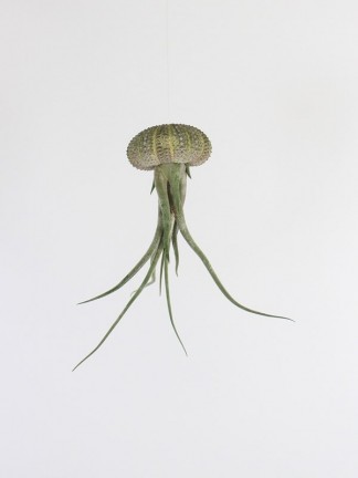 Lebegő Tillandsia caput-medusae